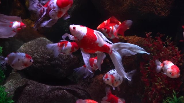 優雅に泳ぐキレイな金魚の水槽