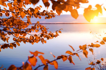 Colorful autumn landscape. Branches of birch on the shore of the lake in the rays of the setting sun.