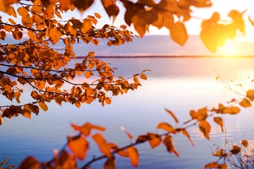 Photo sur Aluminium Automne Colorful autumn landscape. Branches of birch on the shore of the lake in the rays of the setting sun.