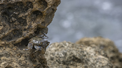 Krabbe auf einem Felsen