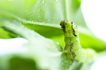 big fat butterfly worm on wet monstera leaf