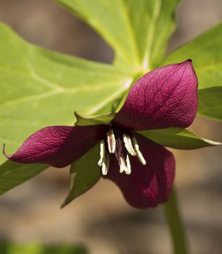 Red Trillium