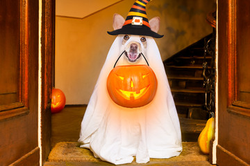 halloween  ghost  dog trick or treat