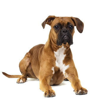 Dog Breeder Boxer Lying On A White Background