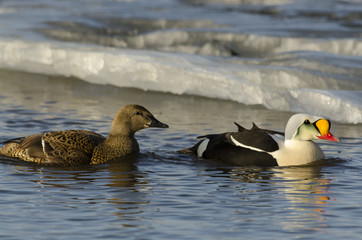 Eider à tête grise,.Somateria spectabilis, King Eider