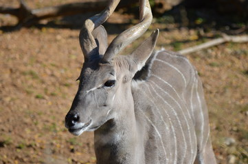 Close up of a kudu