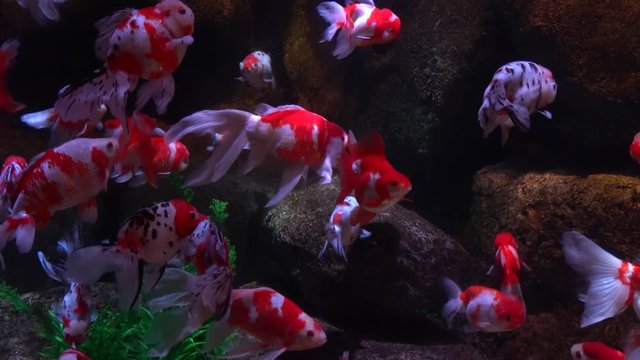 優雅に泳ぐキレイな金魚の水槽