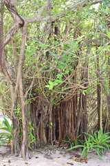 Banyan tree roots, on a island in the Maldives, with a white sand background.