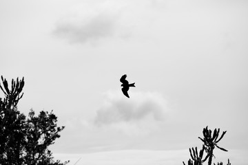 A predatory bird searching for prey. This is a black and white picture. 