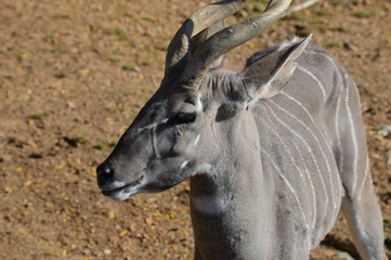 Close up of a kudu