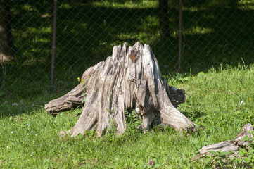 Fototapeta na wymiar Huge old grey stump with bare roots