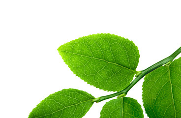 Obraz premium Macro shot of a branch of a bilberry bush leaf