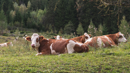 Fototapeta na wymiar Junge Kühe liegen auf der Weide
