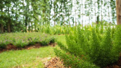 Foxtail fern in garden copy space
