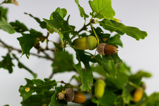 Eichenbaum 이미지 – 찾아보기 1,109 스톡 사진, 벡터 및 비디오 | Adobe Stock