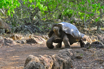 Galapagos Tortoise