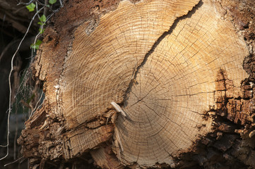 Cut of a trunk of a beech in a wood