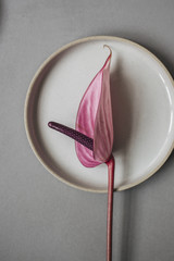 still leben still life teller blumen blume beige pink