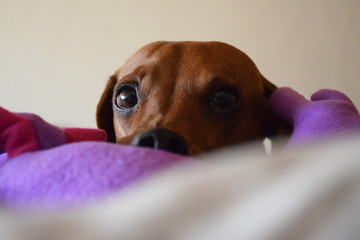 Mirada de perrita salchicha - Dichsie