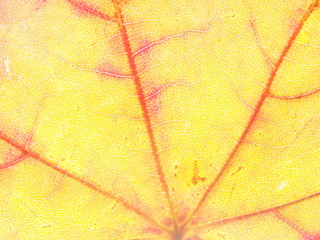 Naklejka na ściany i meble Fallen autumn leaves close-up. Plant texture. Defoliation.