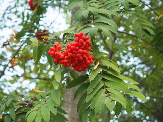Red rowan in the summer