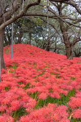 A cluster amaryllis at Gongendo Park in Satte City, Saitama Prefecture, Japan