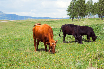 cows on a meadow in a sunny day