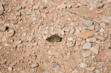 Isolated brown butterfly on the ground (Marche, Italy, Europe)