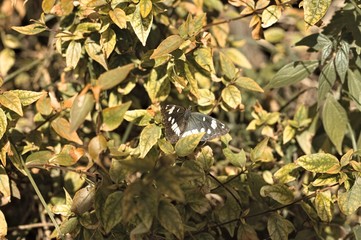 Black and white butterfly on the plant leaves (Marche, Italy, Europe)