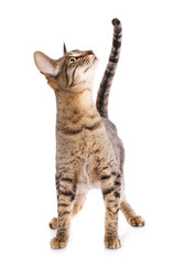 Serengeti kitten playing on a white background.