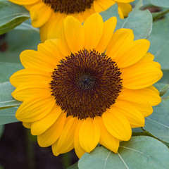 Obraz premium Sunflower
