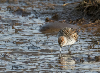 Sandpiper with beak probing muddy water with reflection