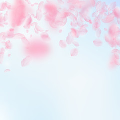 Sakura petals falling down. Romantic pink flowers falling rain. Flying petals on blue sky square bac