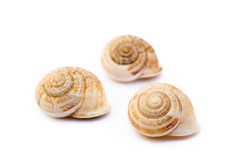 Exotic sea snail isolated on white background