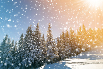 Fototapeta na wymiar Beautiful winter landscape. Pine trees with snow and frost on mountain slope lit by bright sun rays on colorful blue sky and falling snowflakes background. Happy New Year and merry Christmas card.