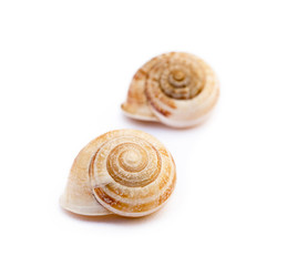 Exotic sea snail isolated on white background