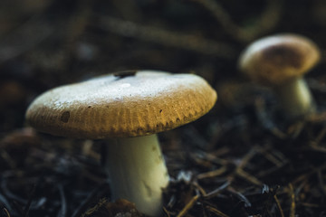 Beautiful macro image of two mushrooms on the forest floor in their natural environment.