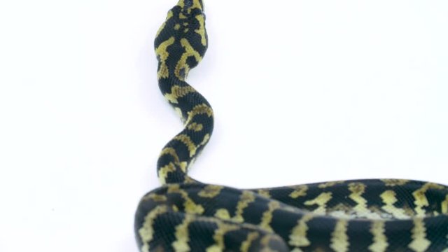 Rack focus to close-up ball python snake on white background as it slithers up the screen