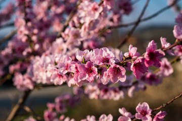 Image of pink flowers on a branch in the spring. A blossoming tree. 