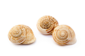 Exotic sea snail isolated on white background