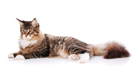 Beautiful maine coon cat. Thoroughbred cat. Exhibition of cats concept.