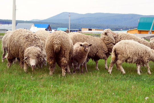 herd of sheep grazing on a meadow