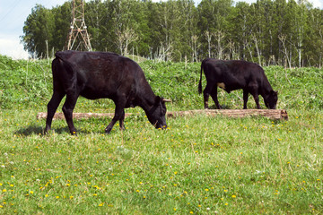 Fototapeta premium cows on a meadow in a sunny day