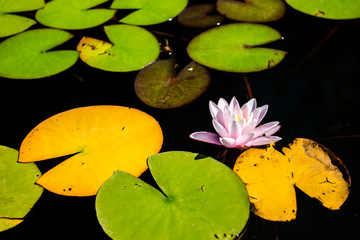 Beautiful image of a pink water lily with green and yellow leafs in a pond.