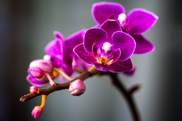 Naklejka premium Macro image of a purple orchid with a perfectly smooth blurred background. 