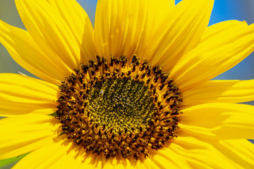 Close-up of a bright yellow sunflower (Helianthus annuus)