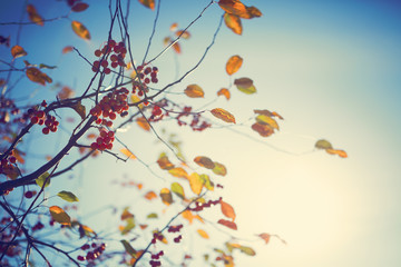 Fototapeta na wymiar Colorful autumn tree leaves