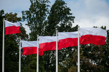 Flaga Polski. Polski symbol narodowy. Dzień flagi RP. - obrazy, fototapety, plakaty