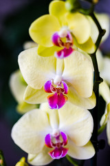 Naklejka na ściany i meble Yellow orchid with blurred background