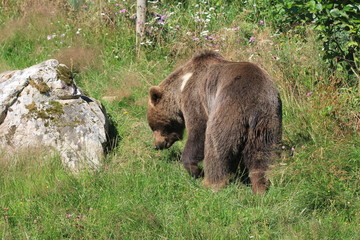 Ours des Pyrénées